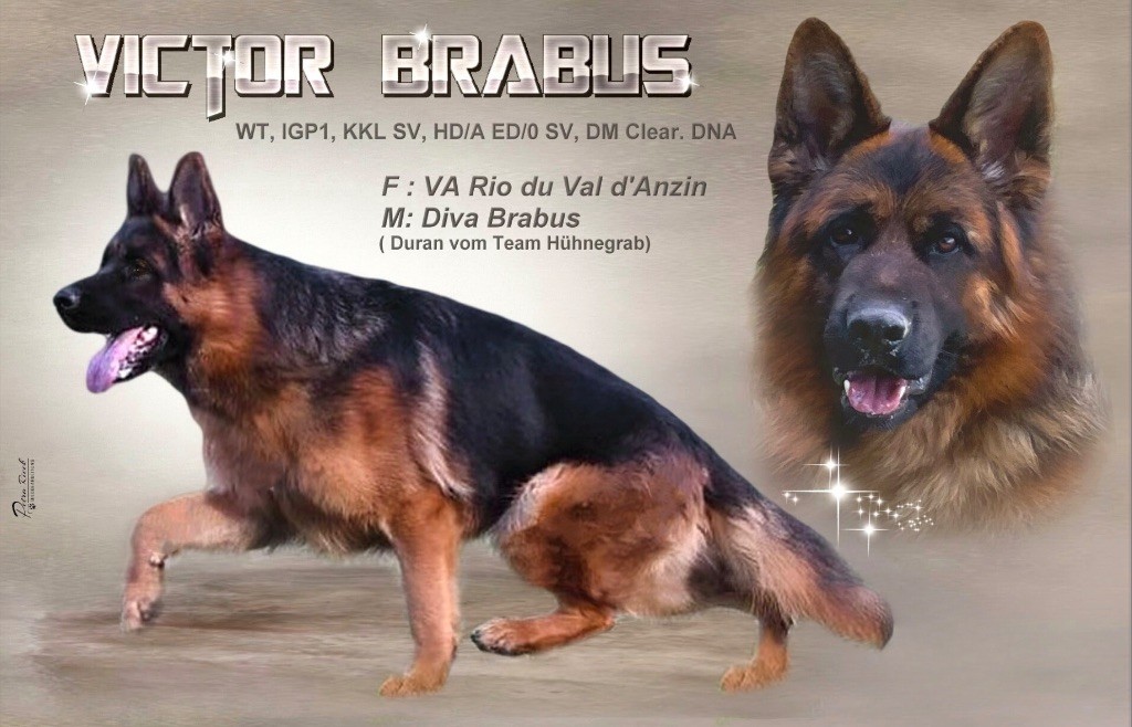 Disponible pour saillie Victor Brabus 